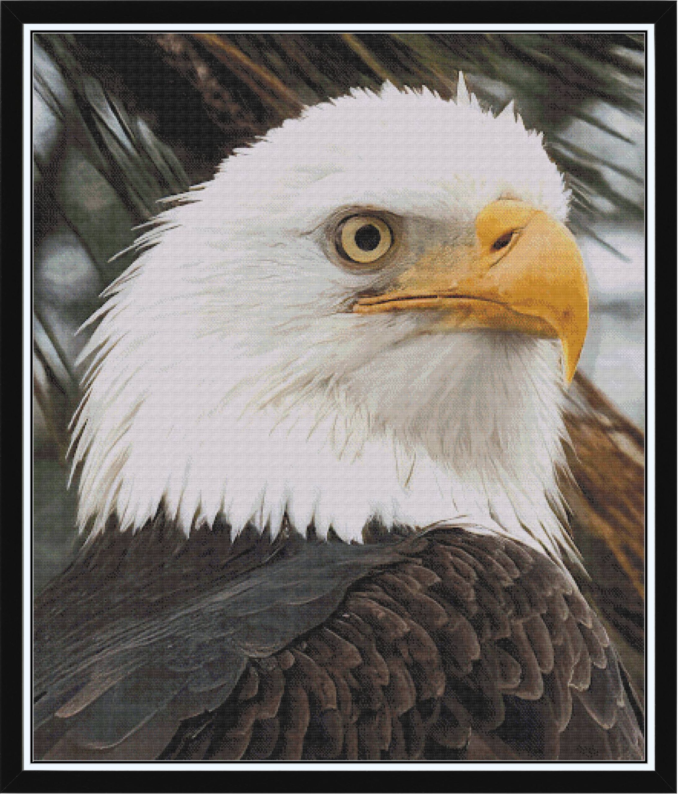 Bald Eagle med
