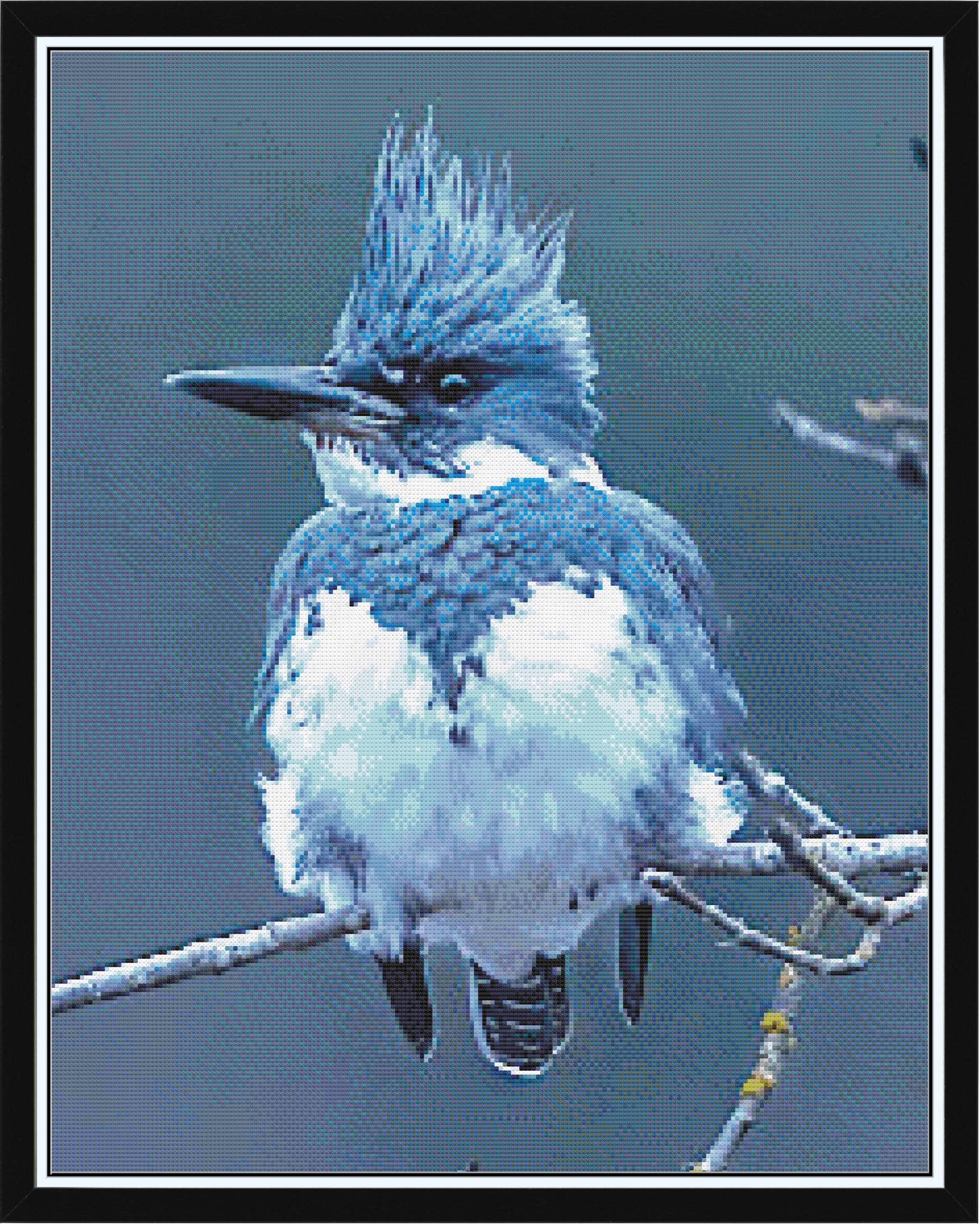 Belted Kingfisher