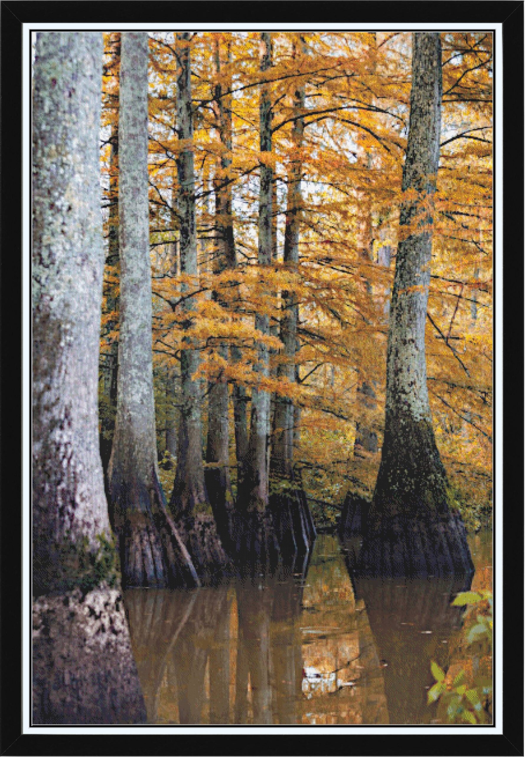 Cypress Trees - Mingo National Wildlife Refuge