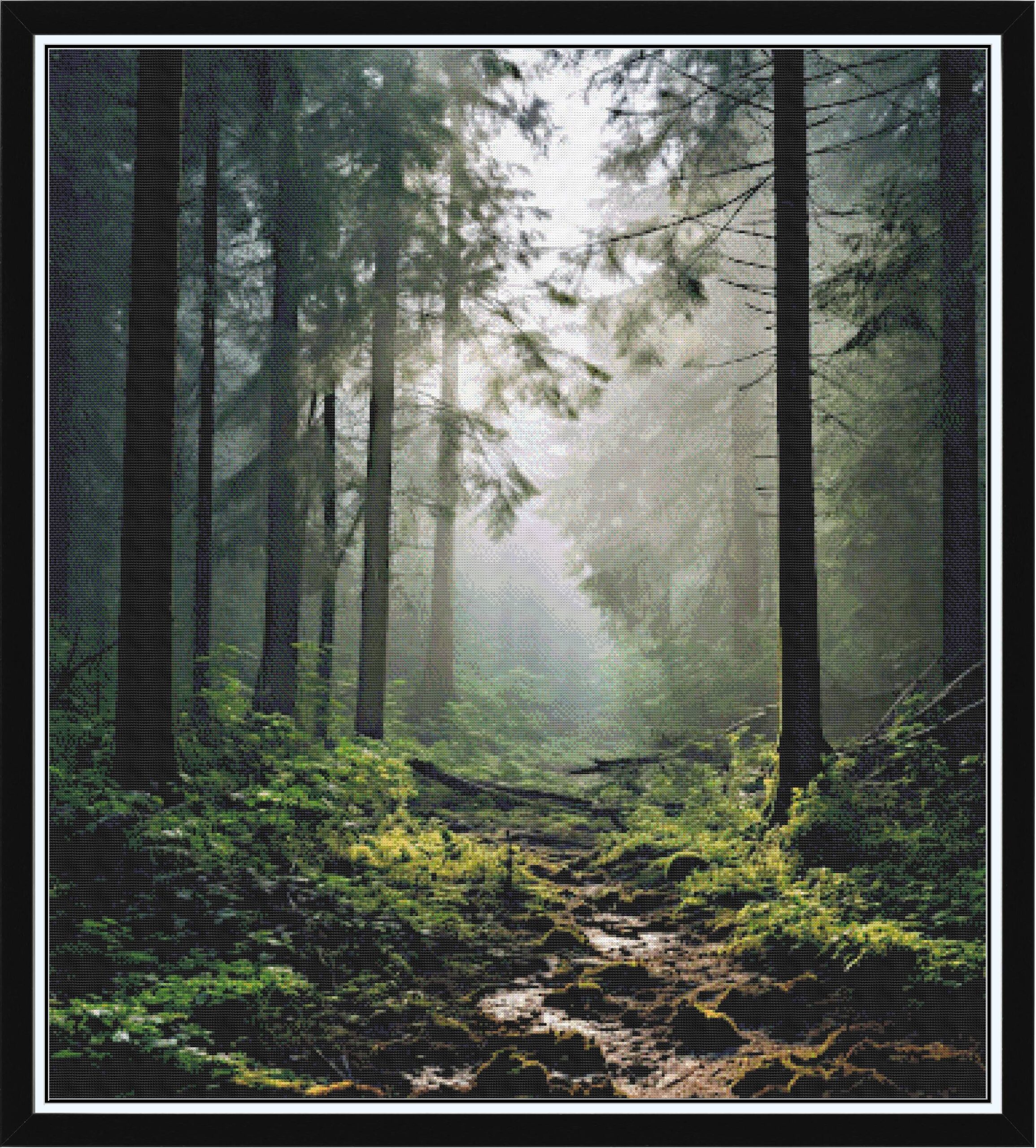 Foggy Ozark Morning - Mark Twain National Forest