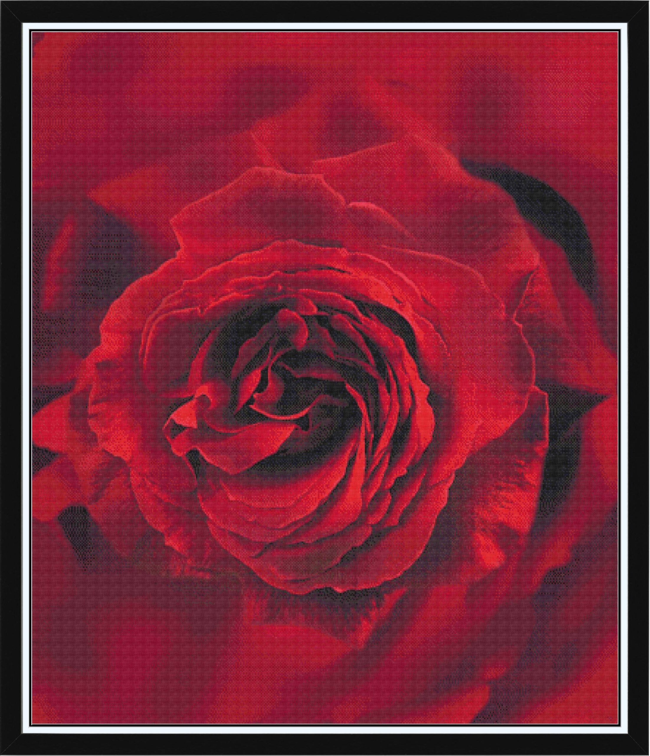 Romance Rose