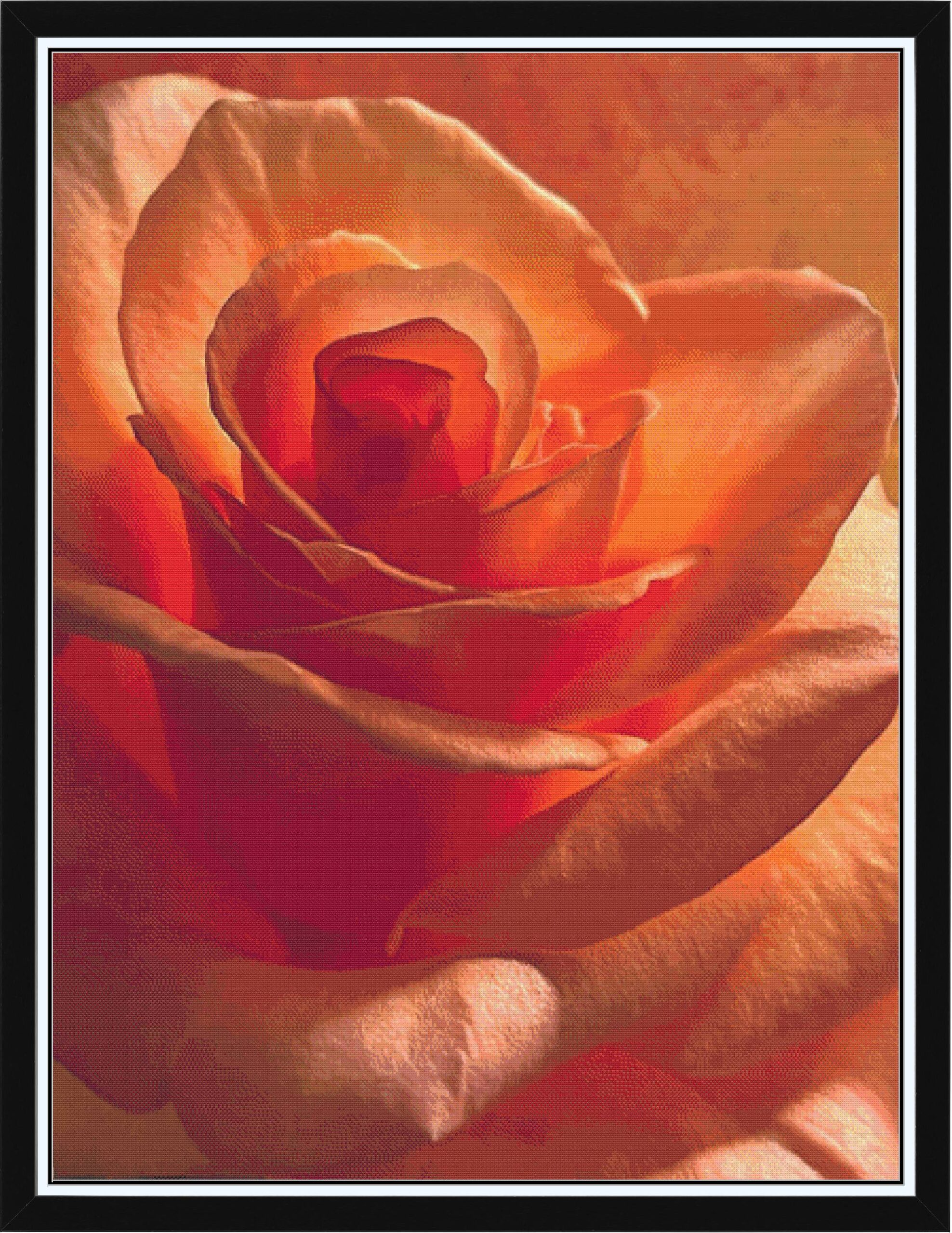 Rose, Caddo River Glenwood, AK