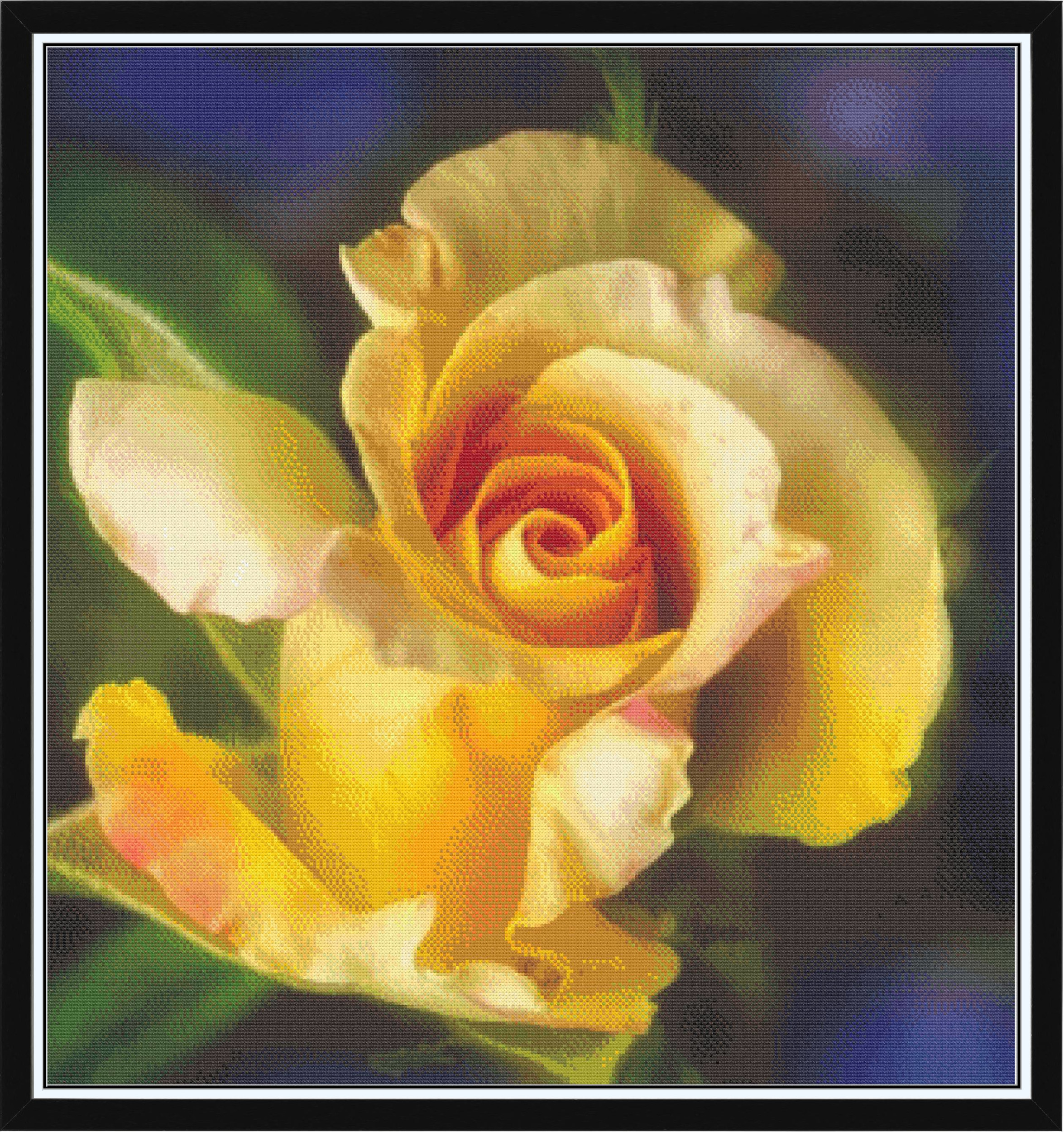Yellow Rose