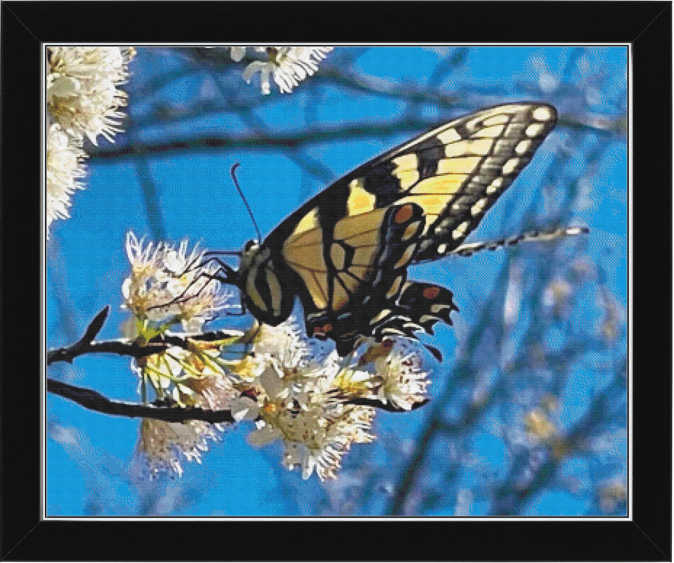 Monarch Butterfly Caddo River, Glenwood AR