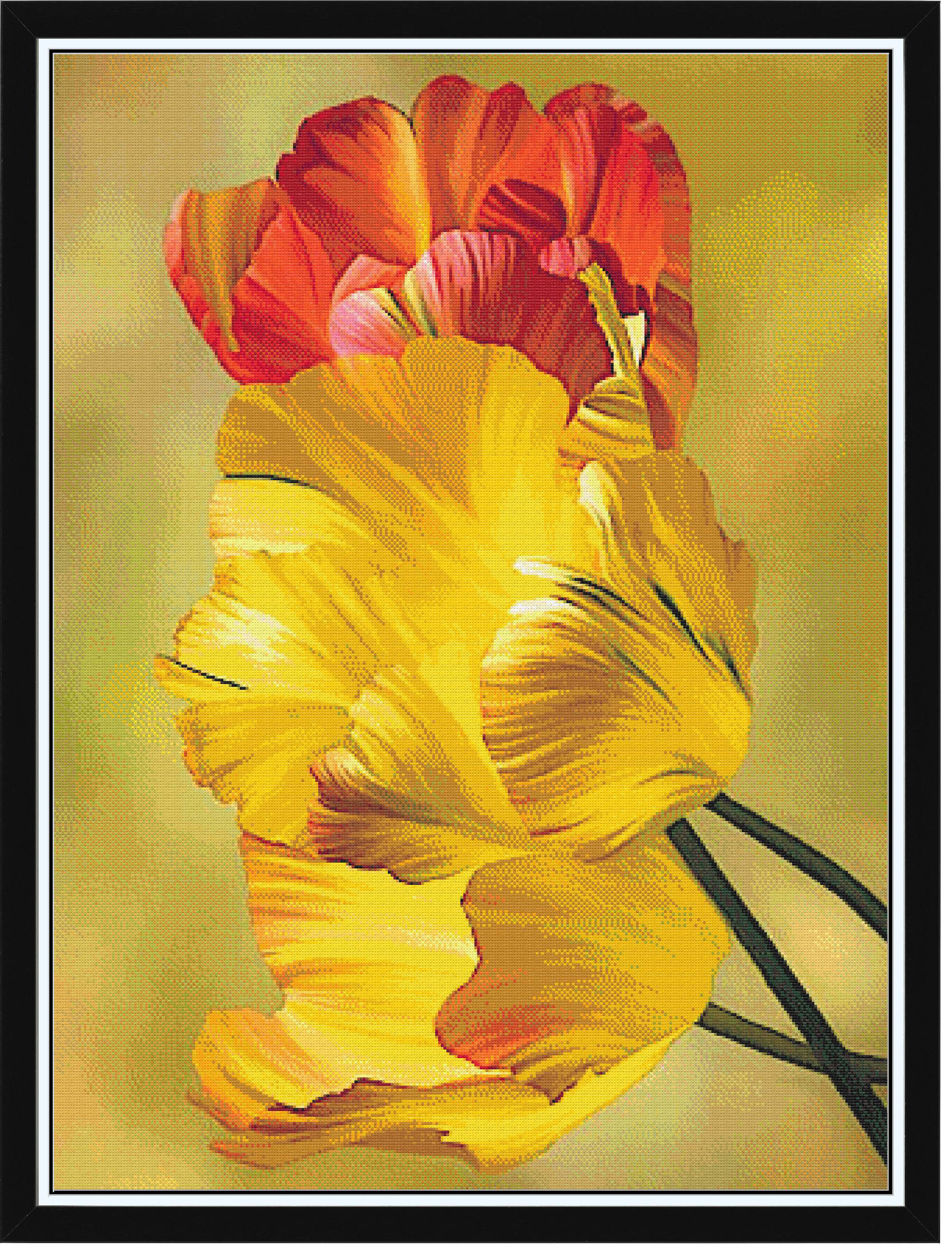 Multicolor Tulips